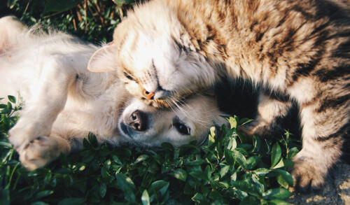 Animali domestici